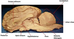 Dissected Sheep Brain with Labeled Structures