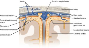 Meningeal Layers