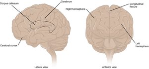 Cerebrum and Longitudinal Fissure