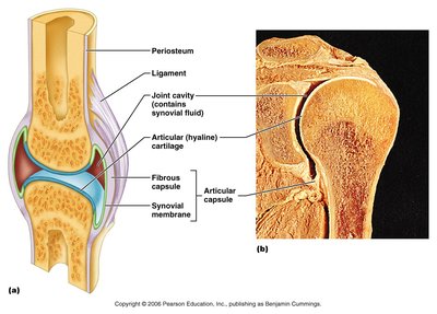 Structure of a synovial joint