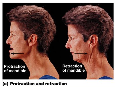 Protraction and retraction of the mandible