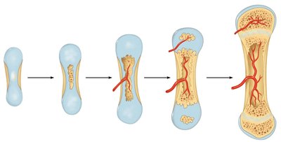 Formation of bone collar in endochondral ossification