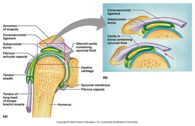 Bursae and tendon sheath in synovial joints