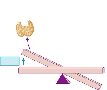 Thyroid gland response to rising blood calcium