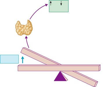 Calcitonin secretion in response to rising blood calcium