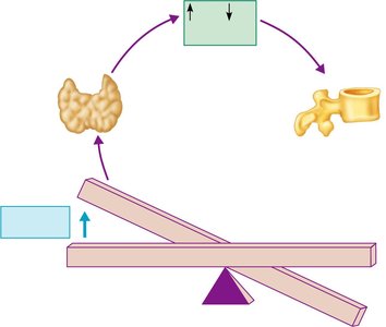 Calcitonin stimulates calcium salt deposit in bone