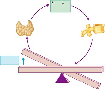Calcitonin action on bone