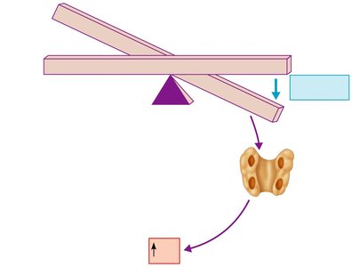 Parathyroid hormone release in response to falling blood calcium