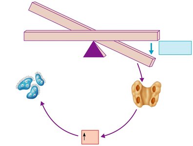PTH stimulates osteoclasts to release calcium