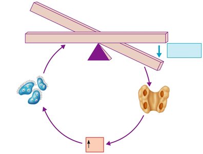 PTH action on bone