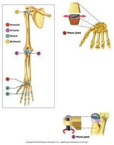 Plane joint and its location in the hand