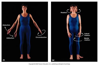 Abduction, adduction, circumduction, and rotation