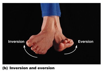 Inversion and eversion of the foot