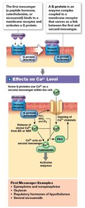 G proteins and calcium ion second messenger system