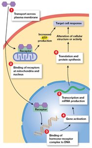 Thyroid hormone action