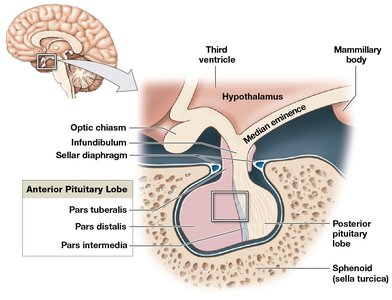 Anatomy of the pituitary gland