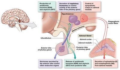 Hypothalamic control of endocrine function