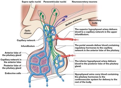 Hypophyseal portal system