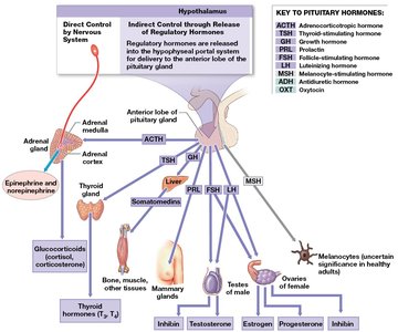 Pituitary hormones and their targets