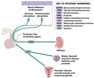 Posterior pituitary hormones and their targets