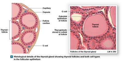 Thyroid follicles and cell types