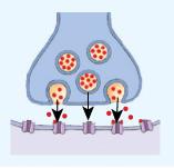 Synaptic communication