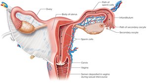Paths of sex cells through female tract