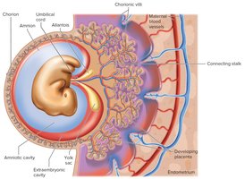 Development of the amnion and umbilical cord