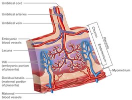Placenta structure