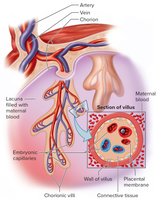 Placental membrane
