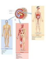 Organs form from primary germ layers