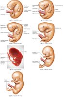 Embryonic development, weeks 5 to 8
