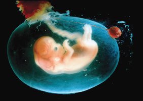 Embryonic development and critical periods