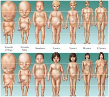 Body proportions change over a lifetime