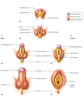 Formation of external reproductive organs