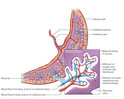 Fetal blood and circulation
