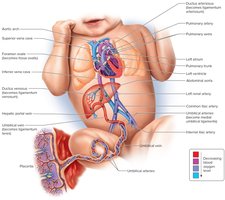 Pattern of fetal circulation