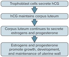 Preservation of the uterine lining during early pregnancy