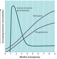 Maternal hormone concentrations during pregnancy
