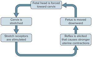 Positive feedback in the birth process