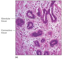 Mammary glands: nonpregnant and lactating