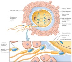 Steps in fertilization