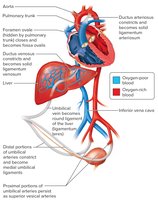 Cardiovascular changes in newborn