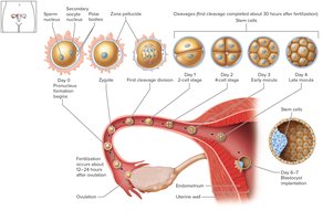 Stages of early development