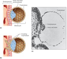 Implantation of blastocyst