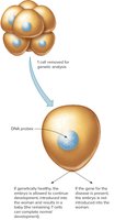 Preimplantation genetic diagnosis