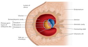 Extraembryonic membrane formation