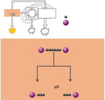 Glycolysis phase 2: sugar cleavage