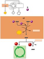 Glycolysis phase 3: sugar oxidation and ATP formation