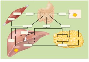 Metabolic pathways of the absorptive state